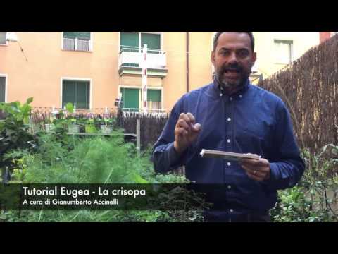 Come imparare su esistenza di vermi Come guarire vermi video