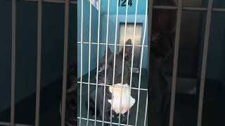 Video preview image #1 French Bulldog-Unknown Mix Puppy For Sale in Pasadena, CA, USA