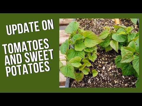 Tomato & Sweet Potato Update