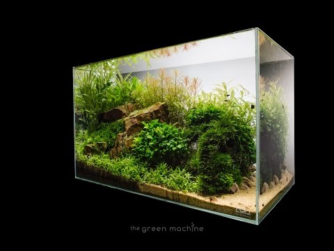 Escarpment Nature Aquarium by James Findley - Step by Step