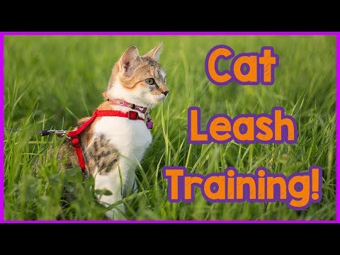 How to Train Your Cat to Walk on a Leash! Leash Training for Your Cat! Teach an Old Cat New Tricks!