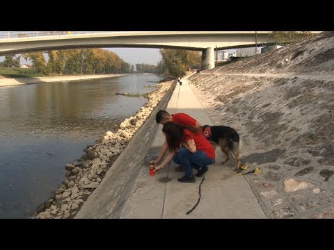 V. OSZTÁLY: KEREKESFÉRGEK (ROTATORIA) | Brehm: Állatok világa | Kézikönyvtár