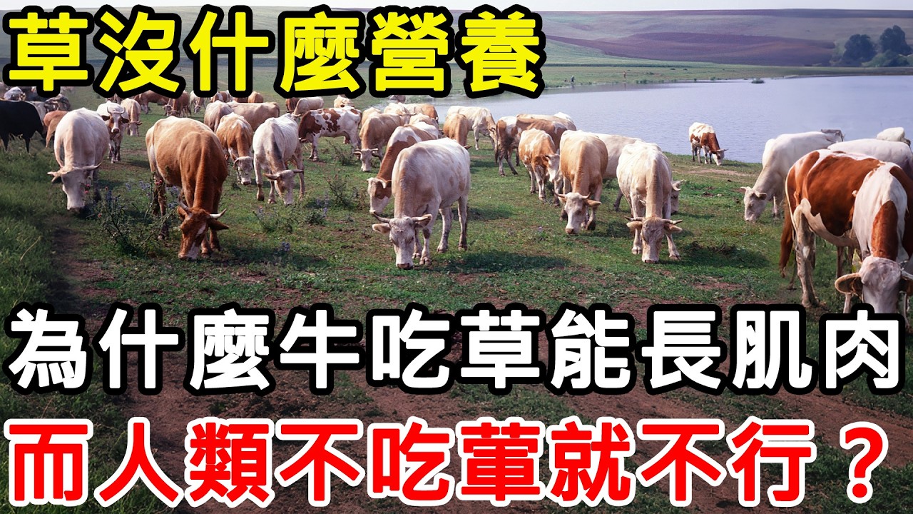 草沒什麼營養，為什麼牛只吃草就能長一身肌肉？ 而人類不吃葷就不行？#科普 #科普知識 #科普頻道 #动物 #牛