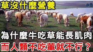 草沒什麼營養，為什麼牛只吃草就能長一身肌肉？ 而人類不吃葷就不行？#科普 #科普知識 #科普頻道 #动物 #牛