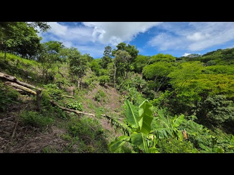  Se vende hermosa finca con muchos arboles frutales en el paisnan san salvador