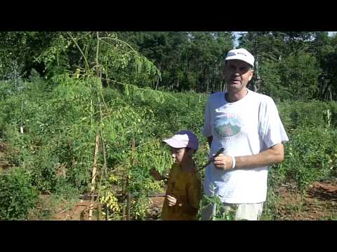 Moringa-Baum nach fünf Monaten