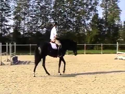 Coming 4 yr old hunter for sale