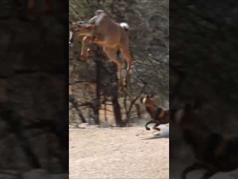 Kudu vs Wild dogs, crocs