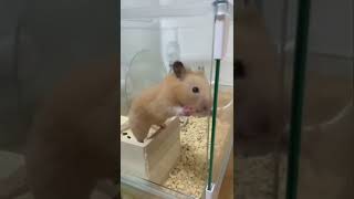 新種…だと！？