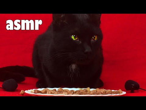 asmr my cat eating so much wet food