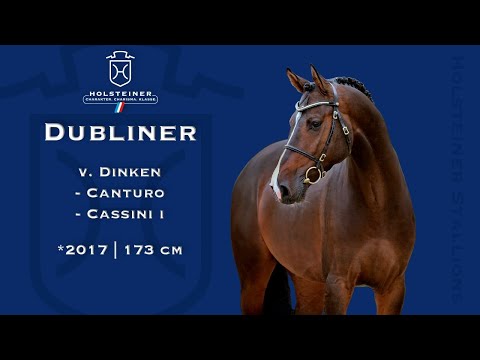 Holsteiner Verbandshengste 2023 | Dubliner