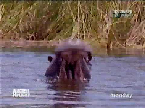 Animal Planet  sonnet