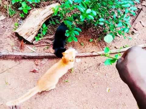 Cik chet vidiyo enjoy video