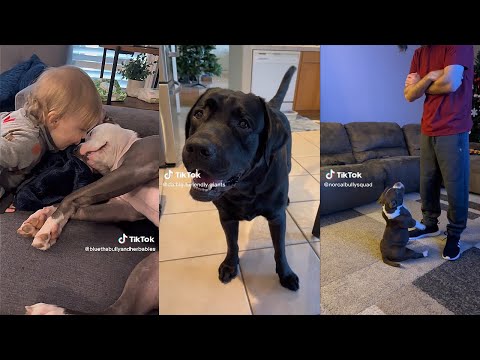 Not the Smartest Dogs Doing Stupid Things