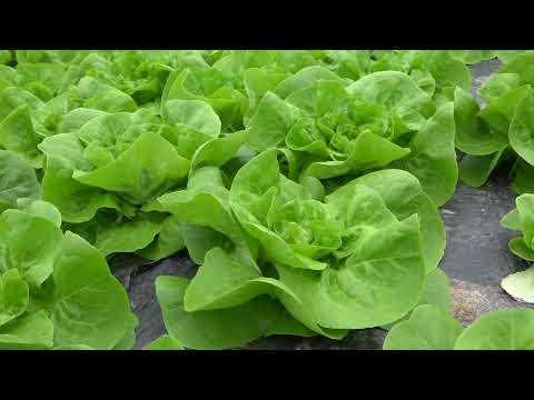 Bakteriozna trulez zelene salate