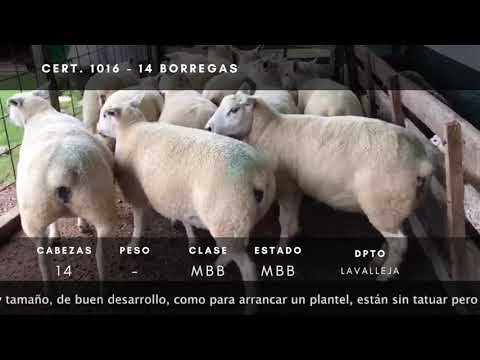 Lote 14 Borregas Texel en Ruta 14 a 3km de R8 - Paraje Retamosa