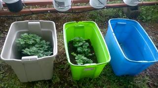 April 18th garden update!