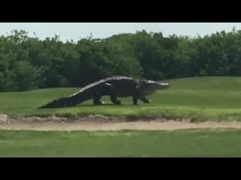 Gigantic gator spotted on golf course