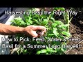 Harvesting Basil the Right Way: How to Pick, Feed, Water and Seed Basil for a Summer Long Harvest!