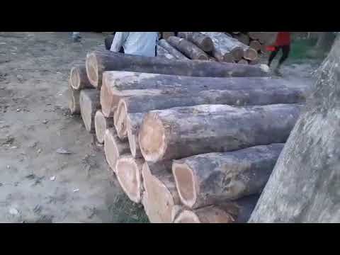 Brown round sagwan wood log, 8%, thickness: 2 to 6 feet