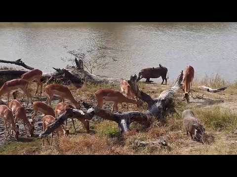 Djuma: Nyala, Impalas and Warthogs - 12:44 - 07/09/20