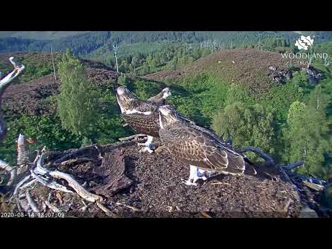 All three osprey chicks on the nest - sunny evening - Loch Arkaig Osprey Cam (2020)