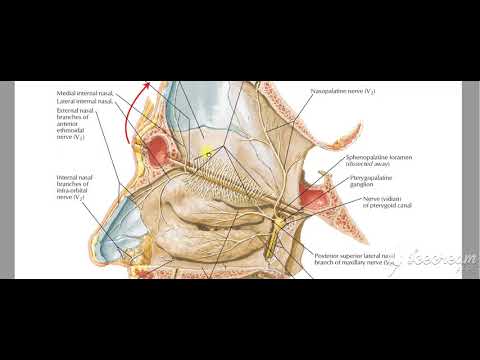 Pterygopalatine ganglion nasal cavity