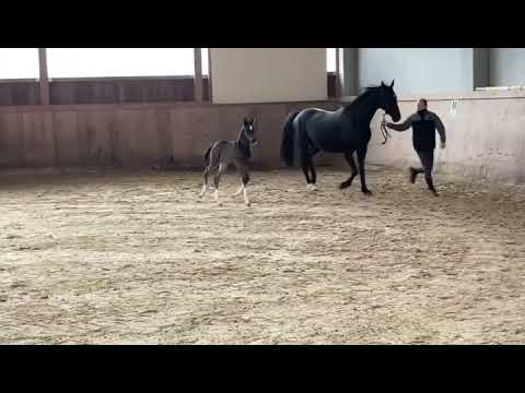 Stutfohlen v. Friedrich der Große - Danone – Stedinger