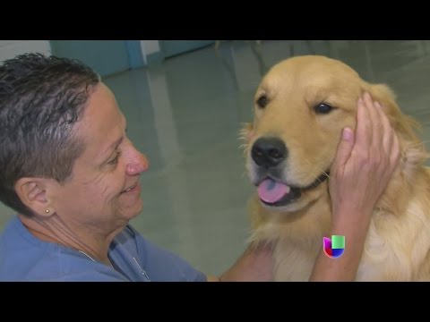 They have changed the meaning of many people's lives: dogs in prison