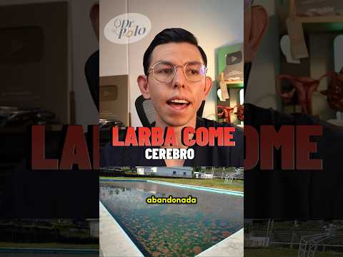 La ameba come cerebros 🥲 más en IG #sabiasque #curiosidades #medicina