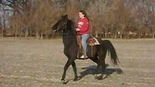 preview picture of video 'Black Tennessee Walking Horse Gelding'