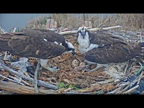 Osprey Chick #1 Hatching 2019