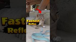 The Cat's Reflex Reaction is Faster than the Snake