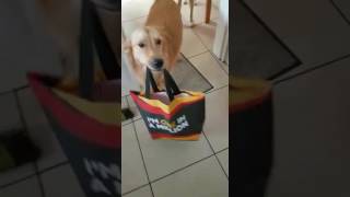 Dog carries in groceries