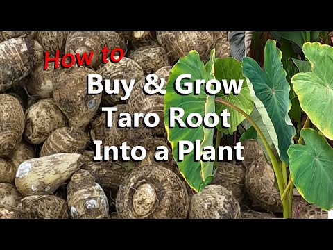 How to Buy and Grow Taro Root from the Grocery Store to Grow a Colocasia Esculenta Plant