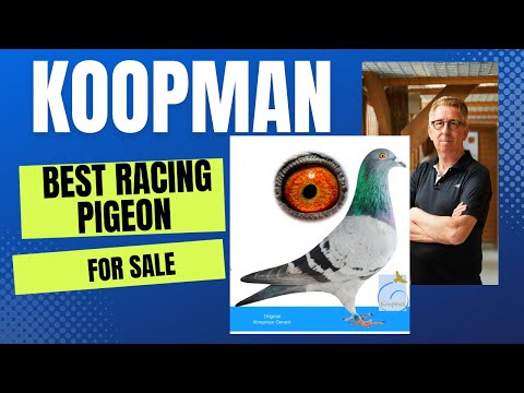 Amazing Racing Pigeon From " Koopman's " Bloodline For Sale In Herbots Pigeons Auction
