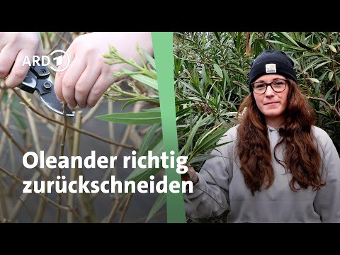 Pruning oleander | MDR Garden