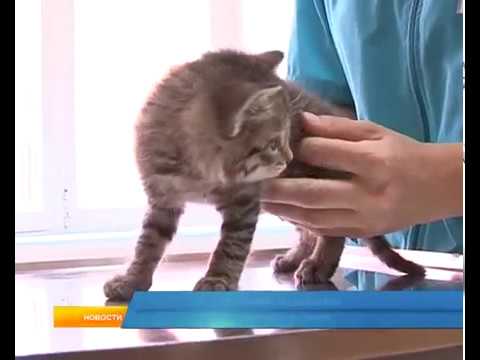 В Курске у котят обнаружено бешенство