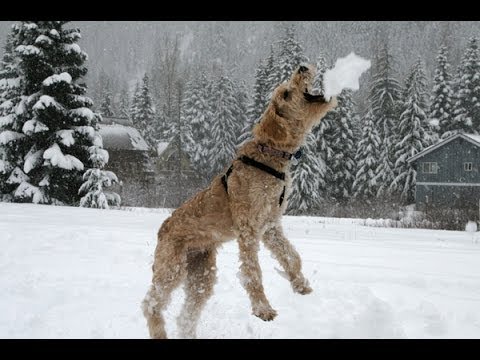 A los perros les gusta jugar a comer nieve