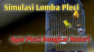 Download lagu Simulasi Lomba pleci || Terapi Pleci Koloni || Pancingan Pleci Ngalas || Masteran Pleci mp3
