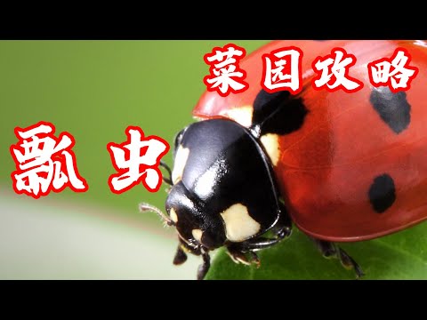 , title : '种菜防虫除虫 瓢虫是宝还是灾？ 一切你不知道的事 详细解说 Everything You Need to Know About Ladybugs'
