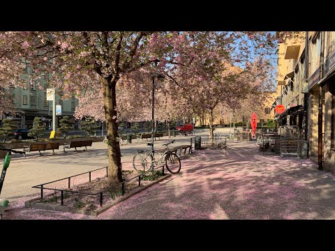 Stockholm Walks: Cherry blossom on Södermalm (Hornsgatan to Söder Mälarstrand)