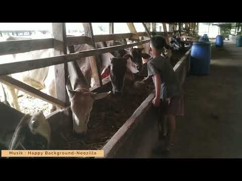 Geliat Penggemukan sapi di Peternakan sapi BASENJA Kulim Pekanbaru Riau