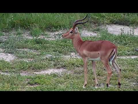 Djuma: Lone Impala ram - 09:53 - 12/09/20
