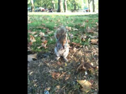 Phylozo'f de Dierenphriend