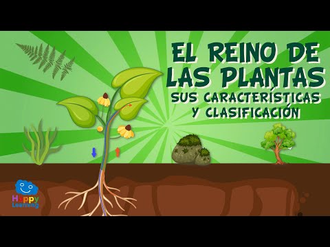 El reino de las plantas. Sus características y clasificación | Vídeos Educativos para Niños