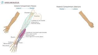 Upper Limb Muscles, Essentials by Ditki, Medical & Biological Sciences