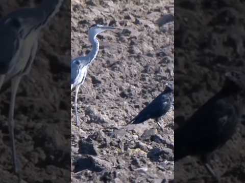 heron and crow watching#shorts