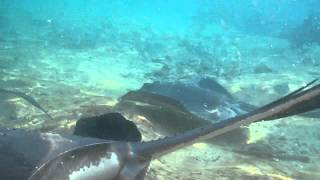 preview picture of video 'Nurse Sharks and rays at Staniel Cay marina Bahamas'
