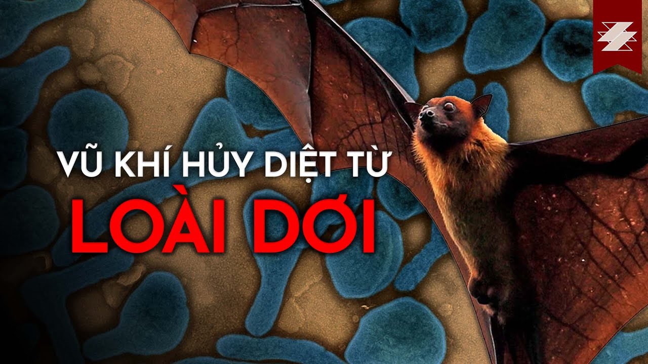 VIRUS MARBURG - Nỗi ám ảnh toàn cầu | SAMURICE